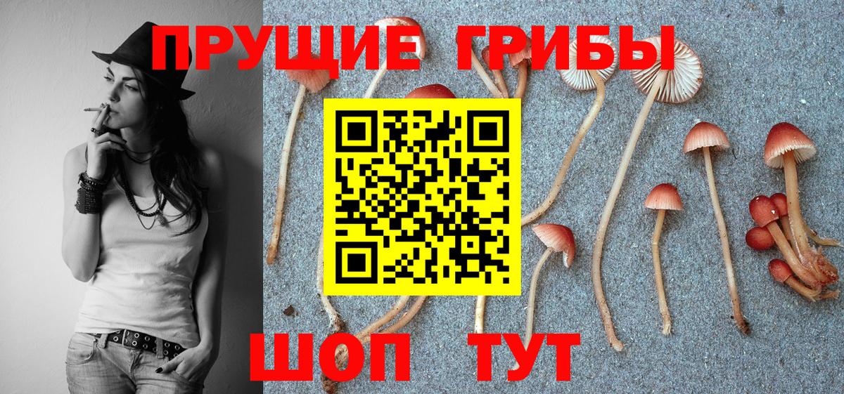 Пушкино  Псилоцибиновые грибы Psilocybine cubensis  Галлюциногенные грибы мицелий  Вход с VPN 